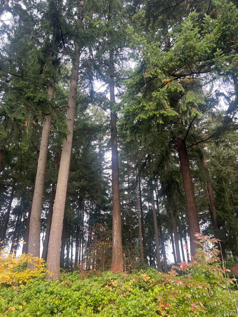 walking near me in Homestead Park in autumn