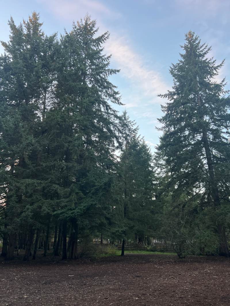 walking near me in Swan Creek Park in autumn