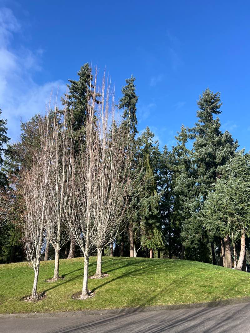 walking near me in Colgate Playground Park in winter