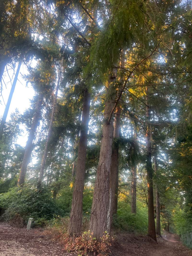 walking near me in Colgate Park in autumn