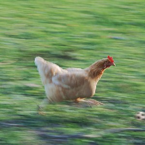 Наталья Чванова profile