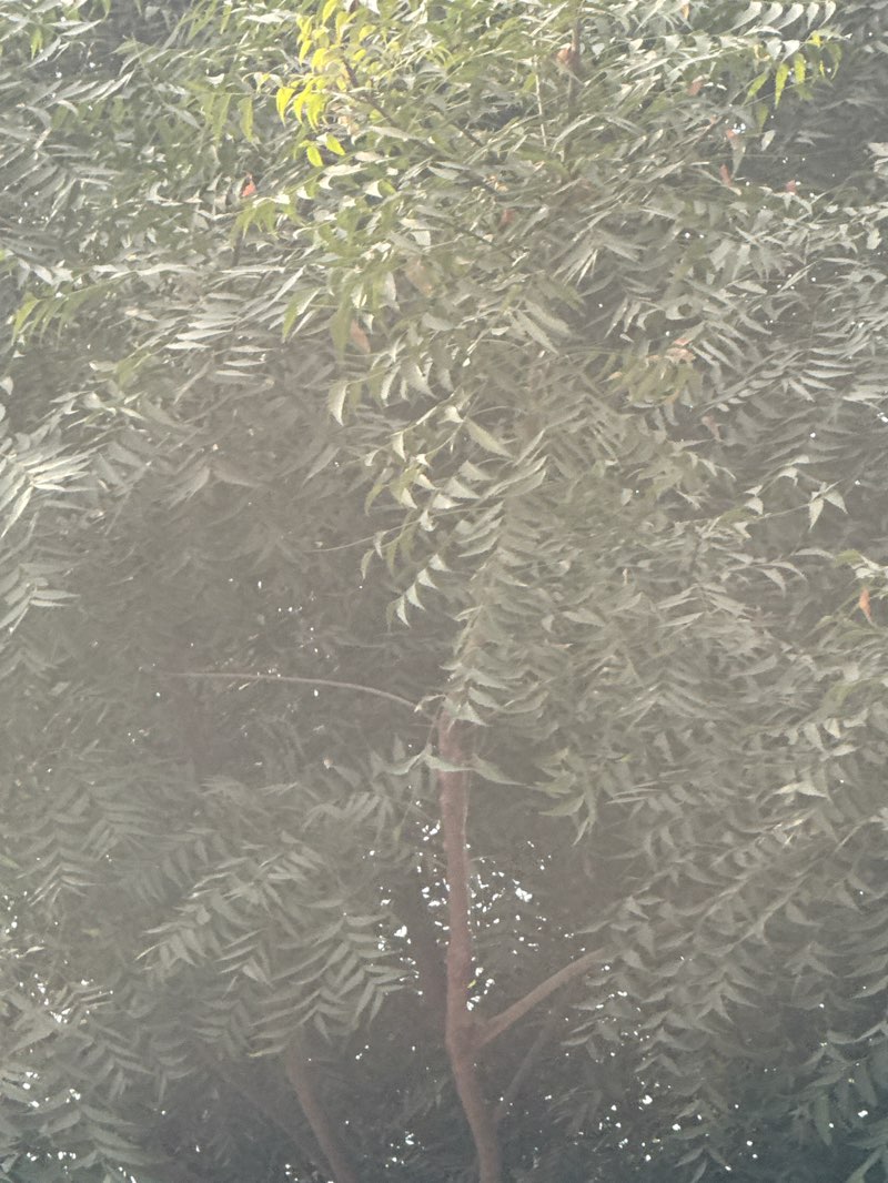 walking near me in Radha Krishna Park in autumn