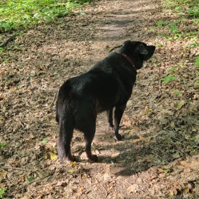 Raj S 🐶🐾 post 3
