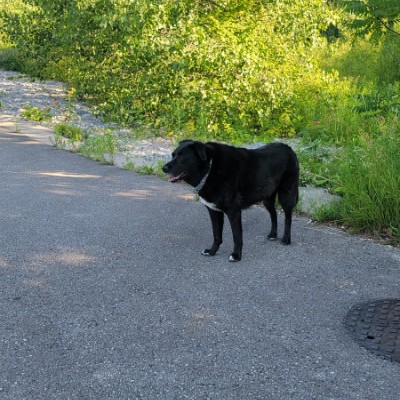 Raj S 🐶🐾 post 2