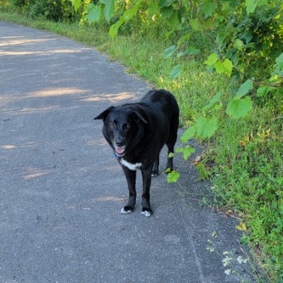 Raj S 🐶🐾 post 2