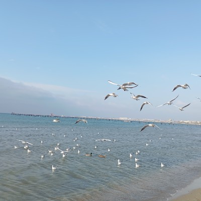 Шагай с СБП Шагай с СБП post image