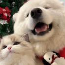 没钱吃饭的我只能去减肥