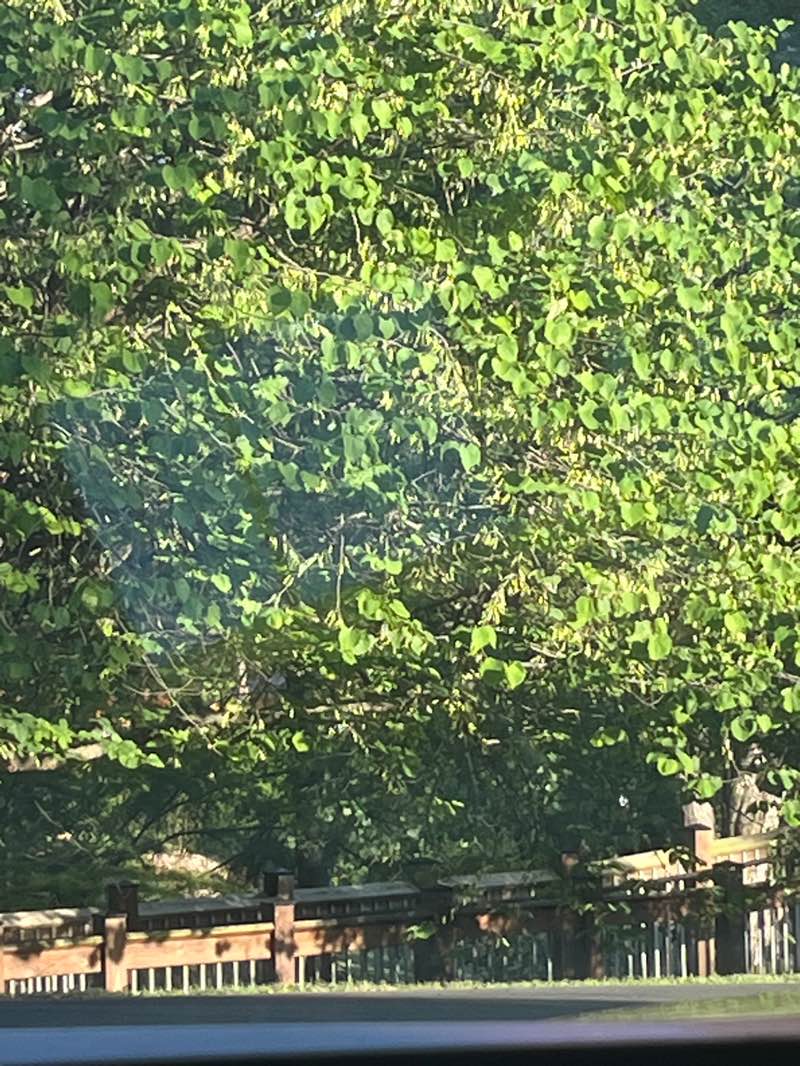 walking near me in W.O. Riley Park in summer