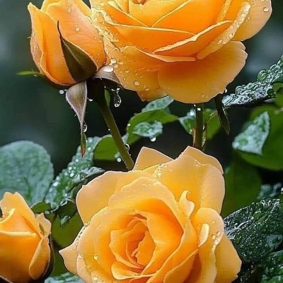 We are ☝🏻 ✨🍭Polly🍭✨ post image