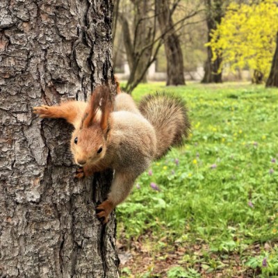 🦔Ёжик в Тумане🎄 ✨🍭Polly🍭✨ post image