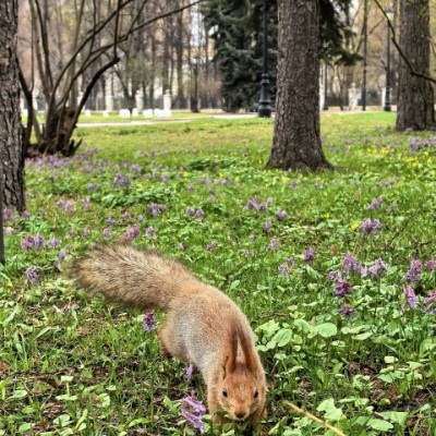 🦔Ёжик в Тумане🎄 ✨🍭Polly🍭✨ post image