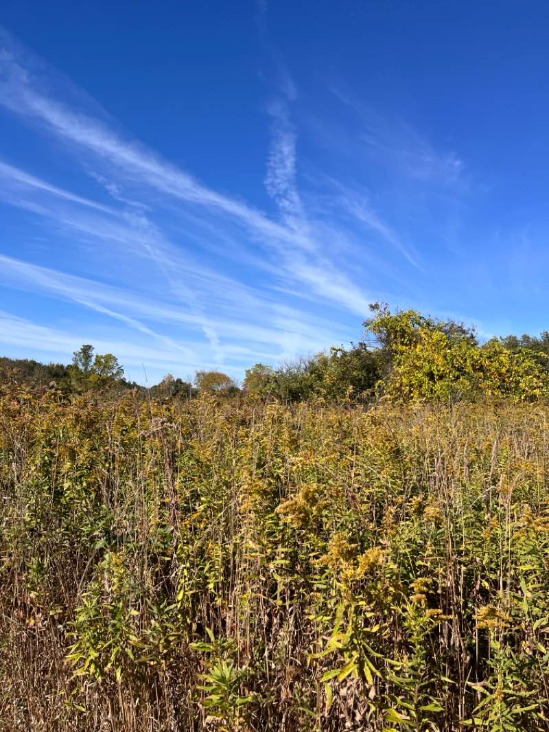 walking near me in Mendon Ponds Park in autumn