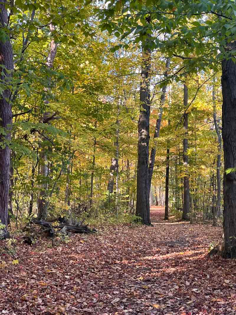 walking near me in Casey Park in autumn