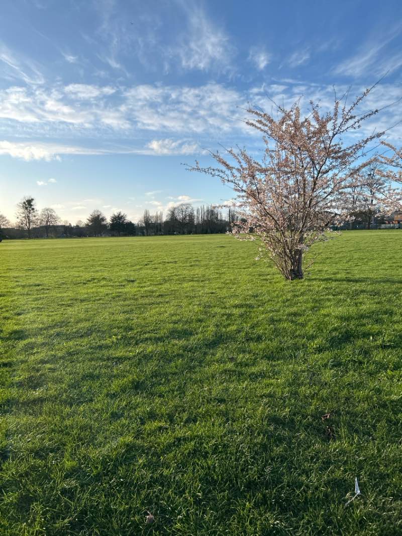 walking near me in Salt Hill Park in spring