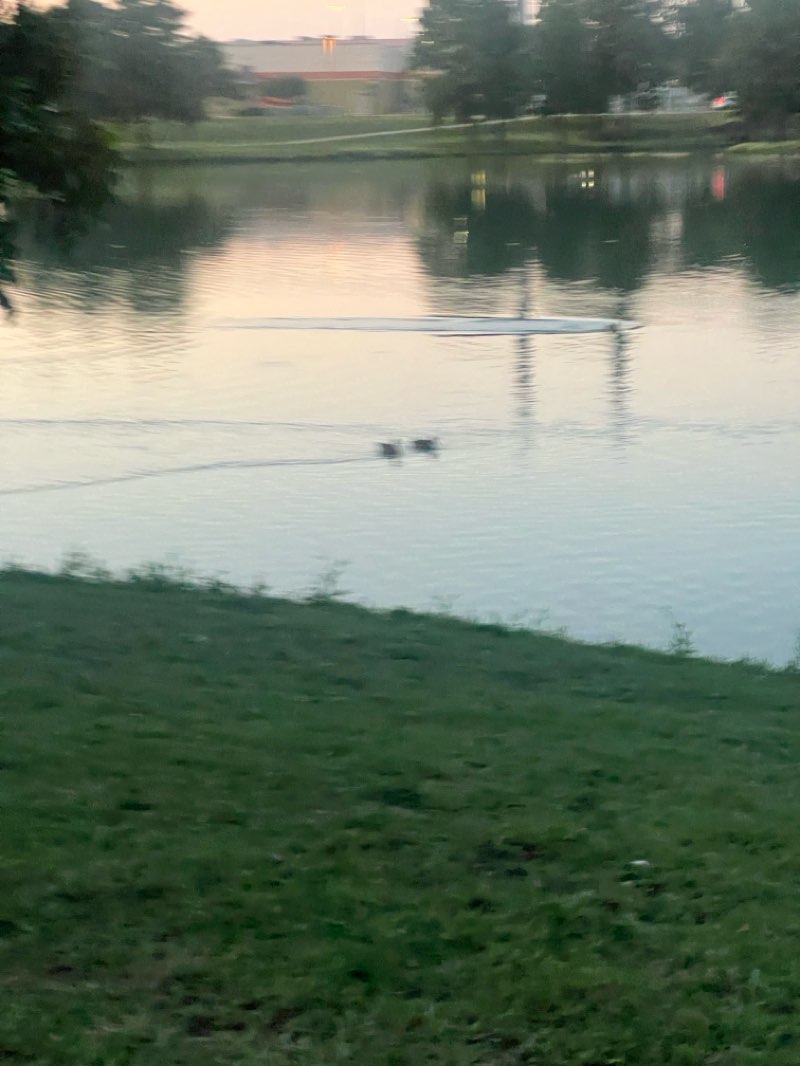 walking near me in Towne Lake Park in autumn