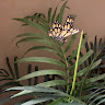 Anusha profile