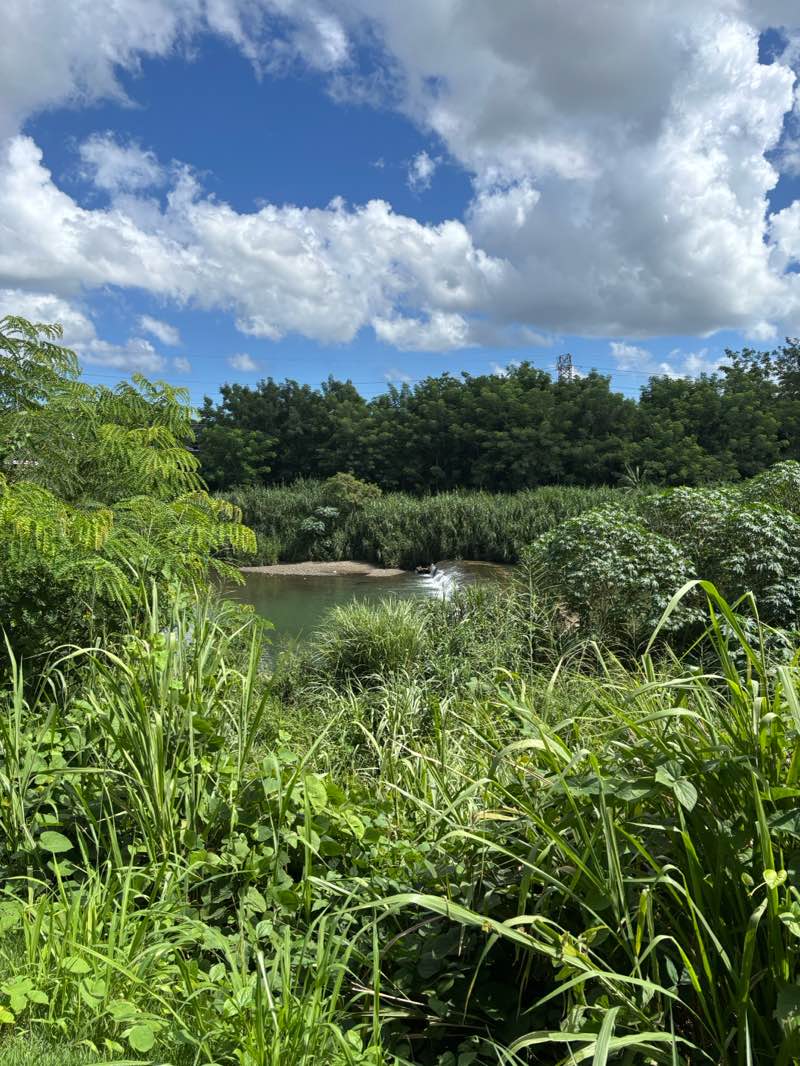 walking near me in Paseo Lineal Río Bayamón in autumn