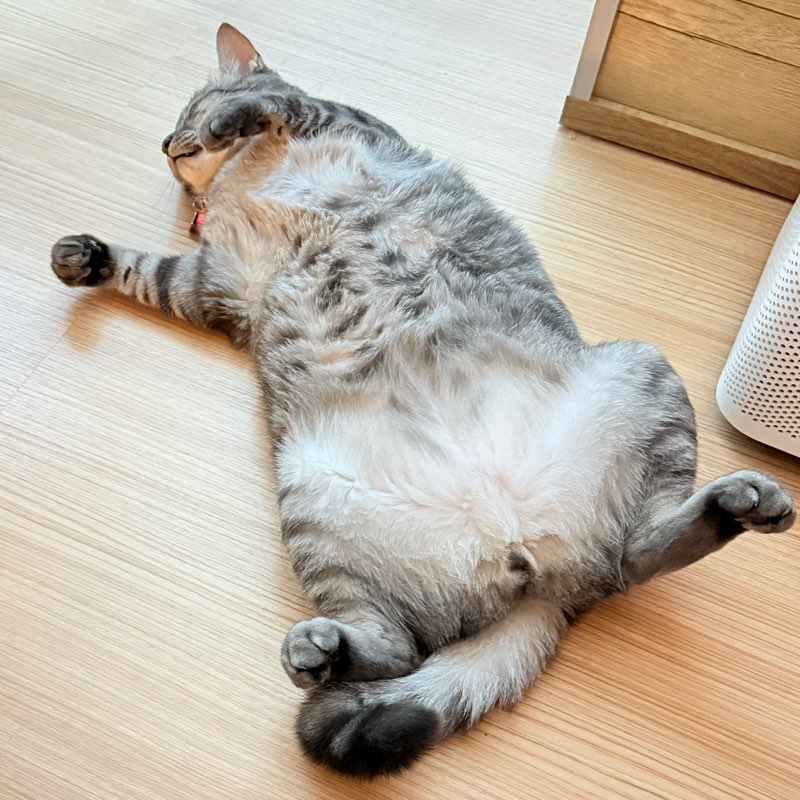 🧋TING🍖 profile