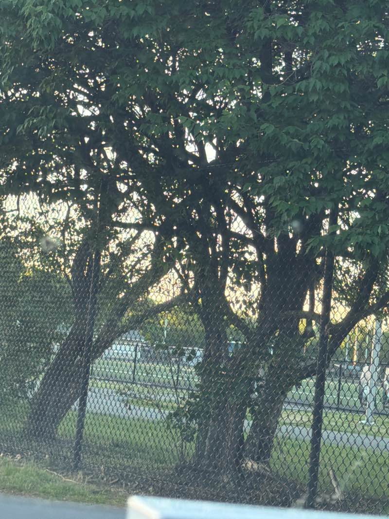 walking near me in Rutherford Memorial Park in summer