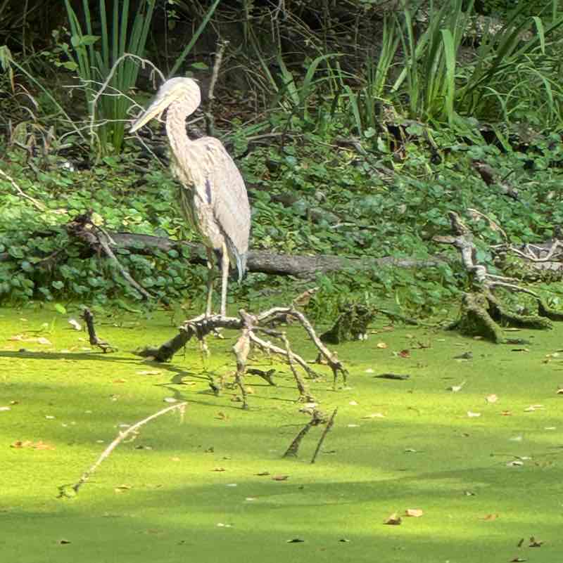 Stephanie Oliveira post 1