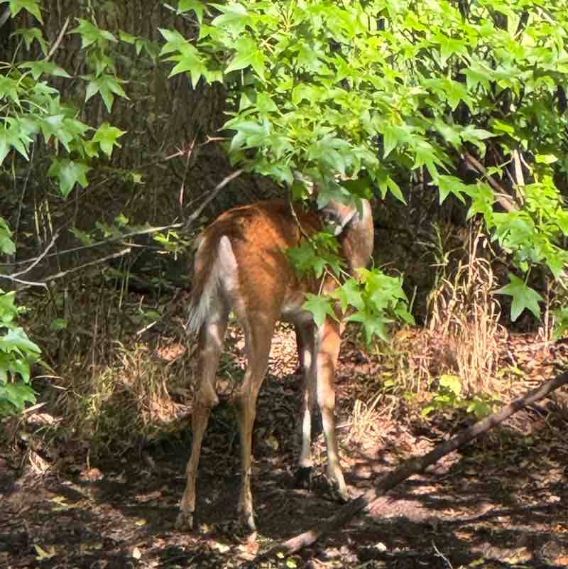 Stephanie Oliveira post 2