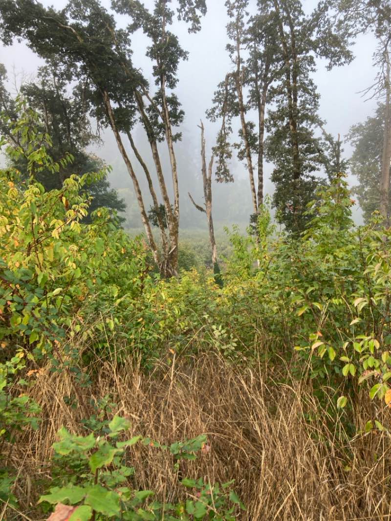 walking near me in Dorris Ranch in autumn