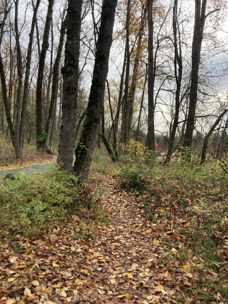 walking near me in West D Street Greenway in autumn