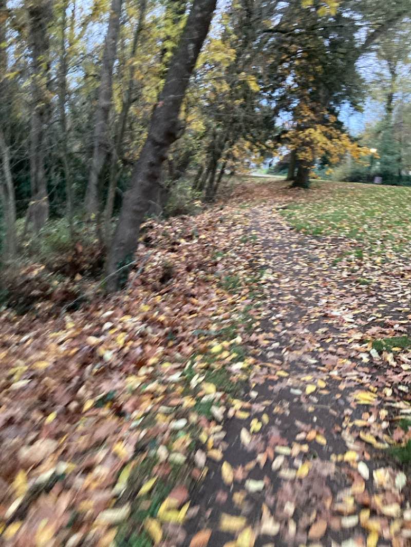 walking near me in Kiwanis Park in autumn