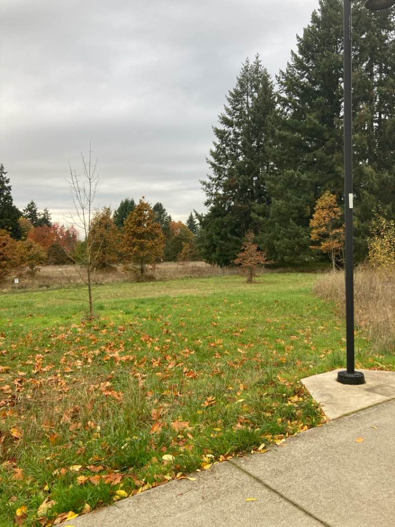 walking near me in West Bank City Park in autumn