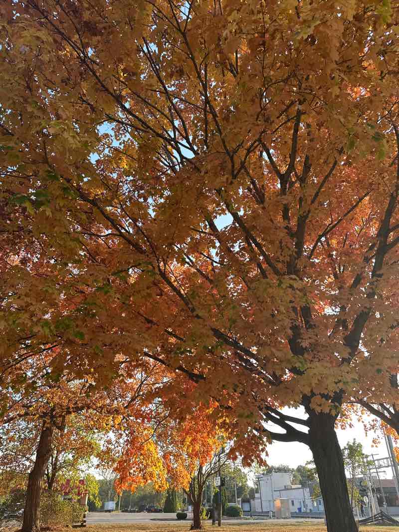 walking near me in Rotary Park in autumn