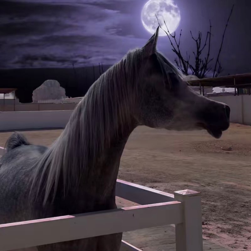 علي العثمان profile