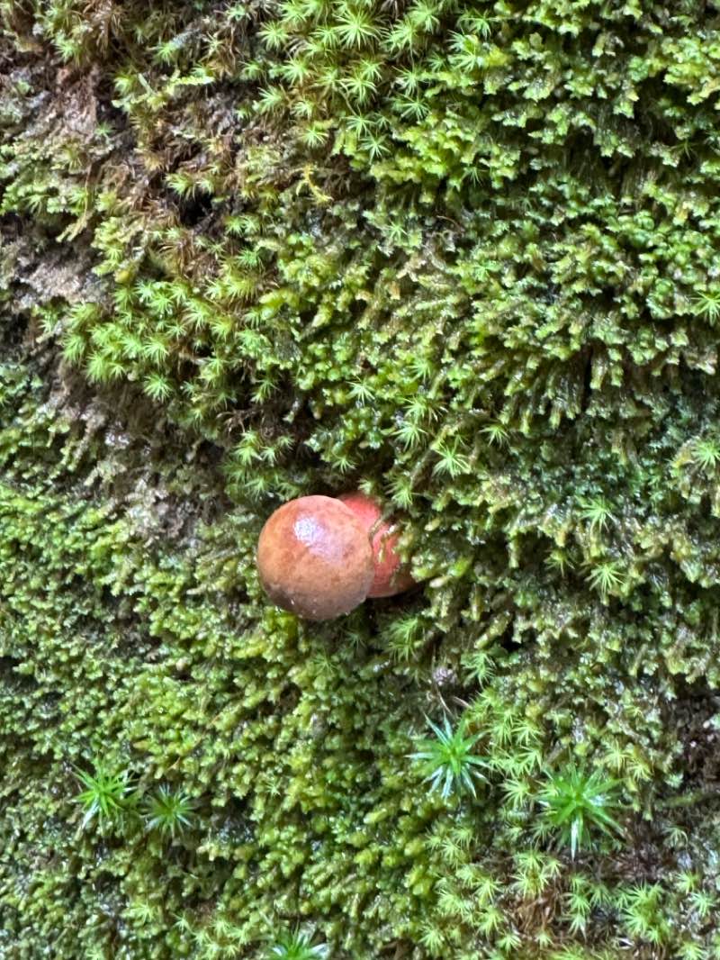walking near me in Parque de Belvís in autumn