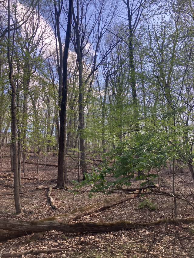 walking near me in Magruder Branch Stream Valley Park in spring