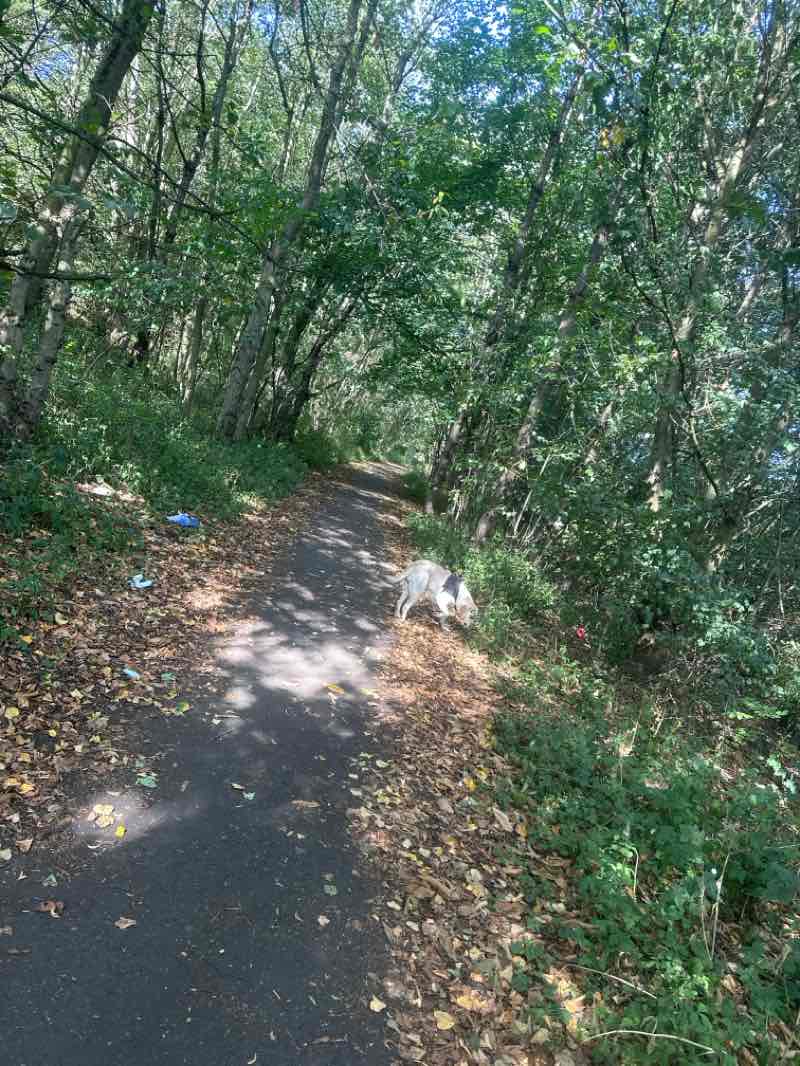walking near me in Dearne Valley Park in autumn