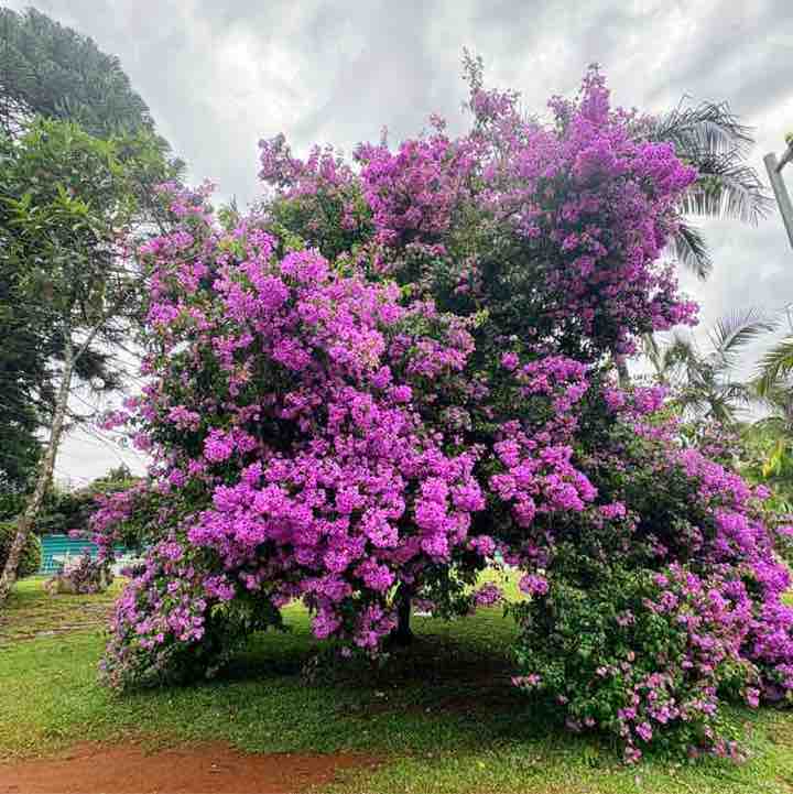 Renan Ozyerli post 1