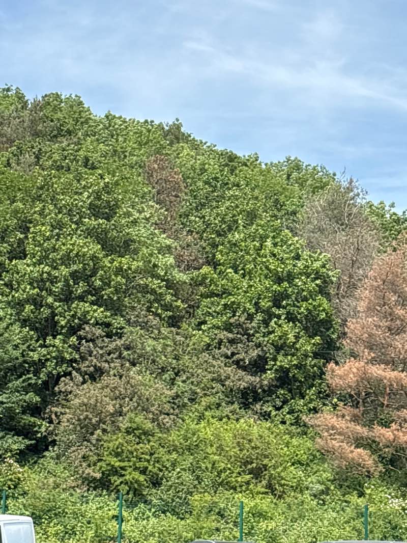 walking near me in Oxclose Wood in summer