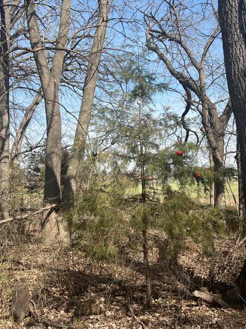 walking near me in Frank Anneberg Park in spring