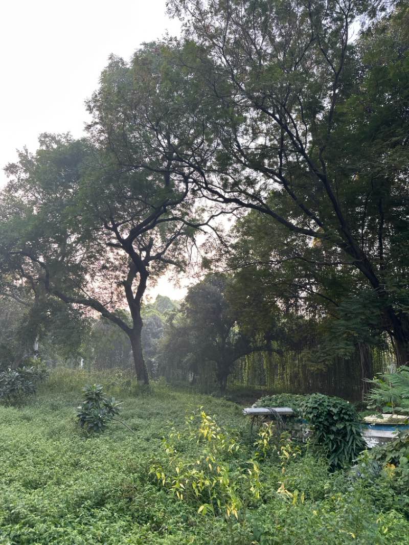 walking near me in Chandrashekhar Azad Park in autumn