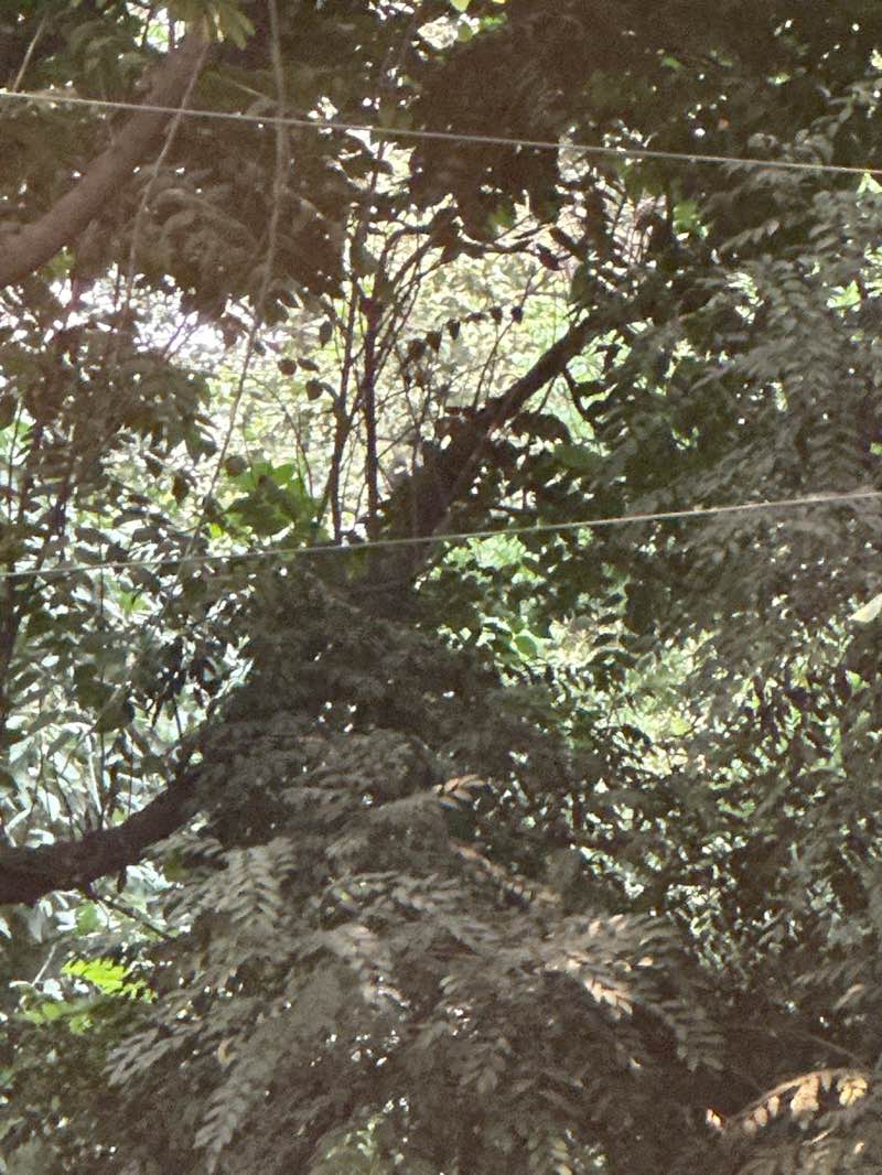 walking near me in Tikona Park in autumn