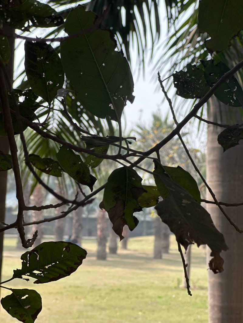 walking near me in Noida Authority Park in winter