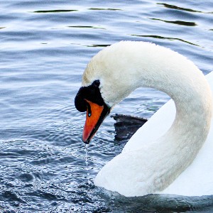 Denise Frain profile