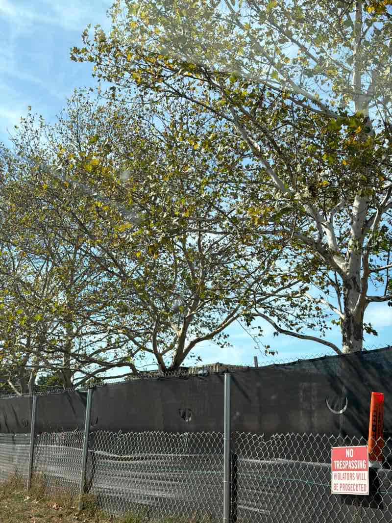 walking near me in Verizon Media Campus Park in autumn