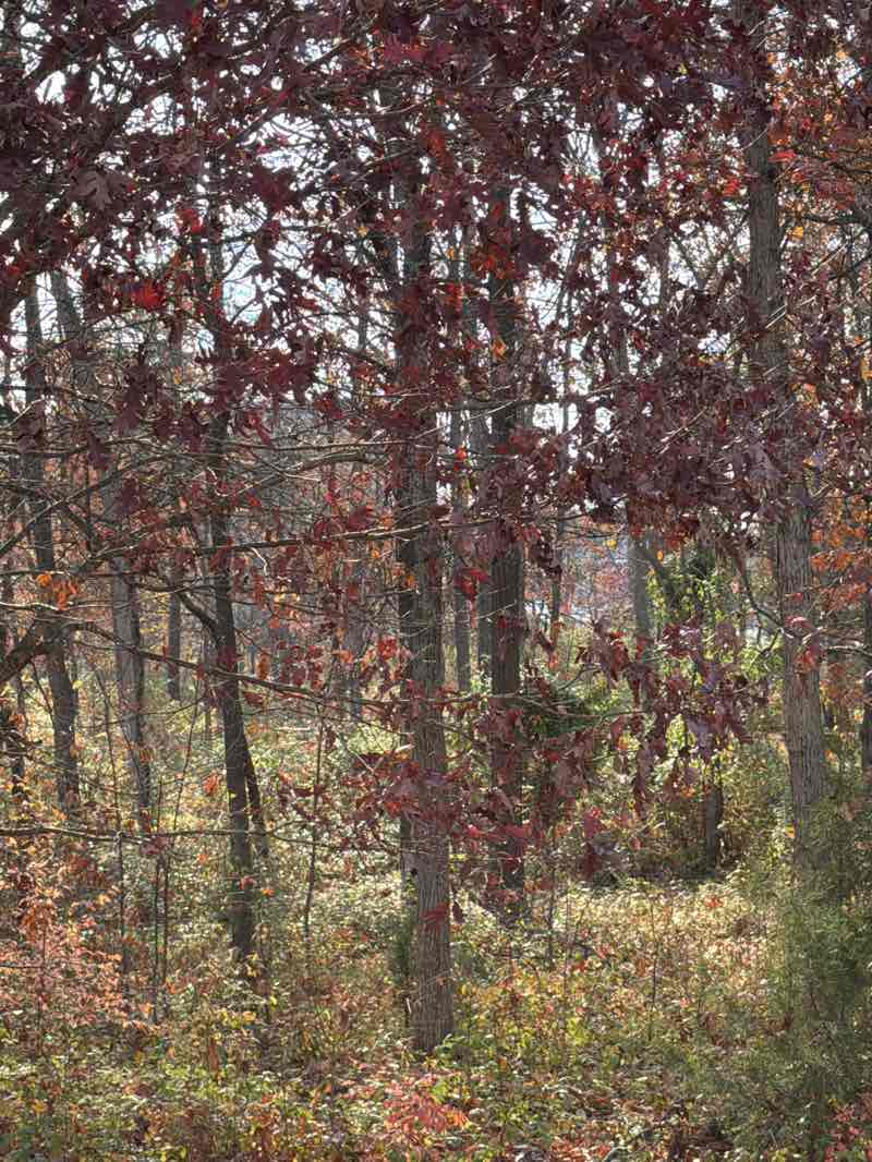 walking near me in One Loudoun Central Park in autumn