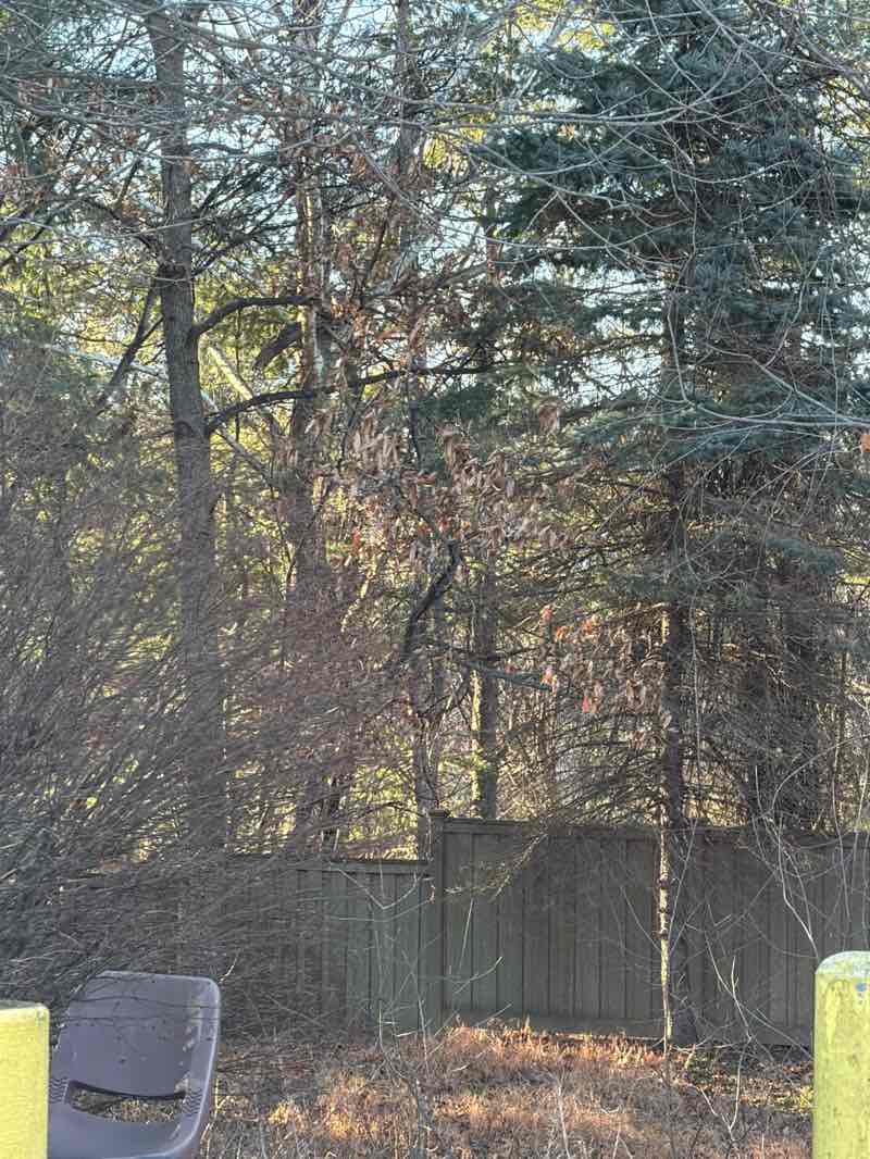walking near me in Suzanne R. Kane Nature Preserve in winter