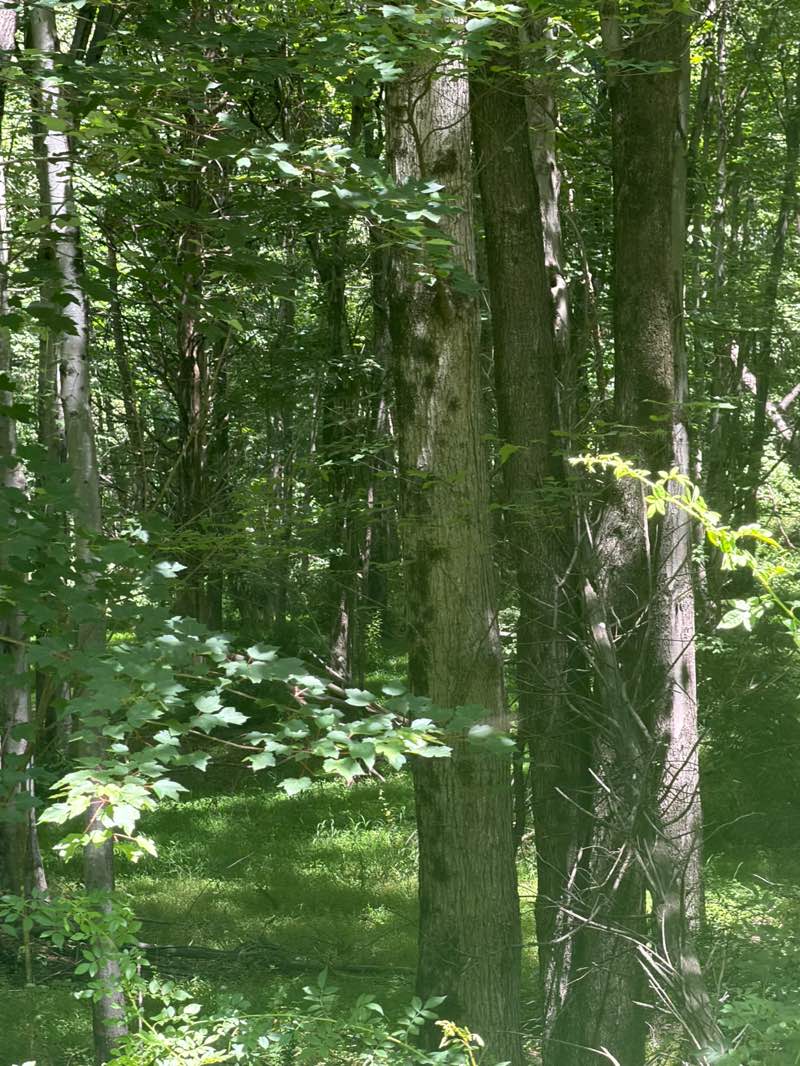 walking near me in Hickory Run School Site in summer