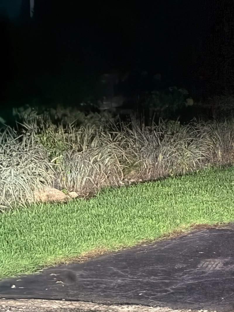 walking near me in Sugarland Run Trail Park in summer