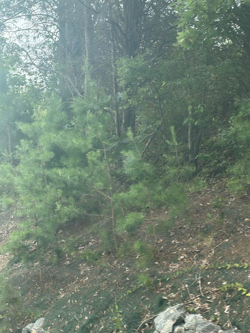 walking near me in First Day of Chancellorsville Site in summer