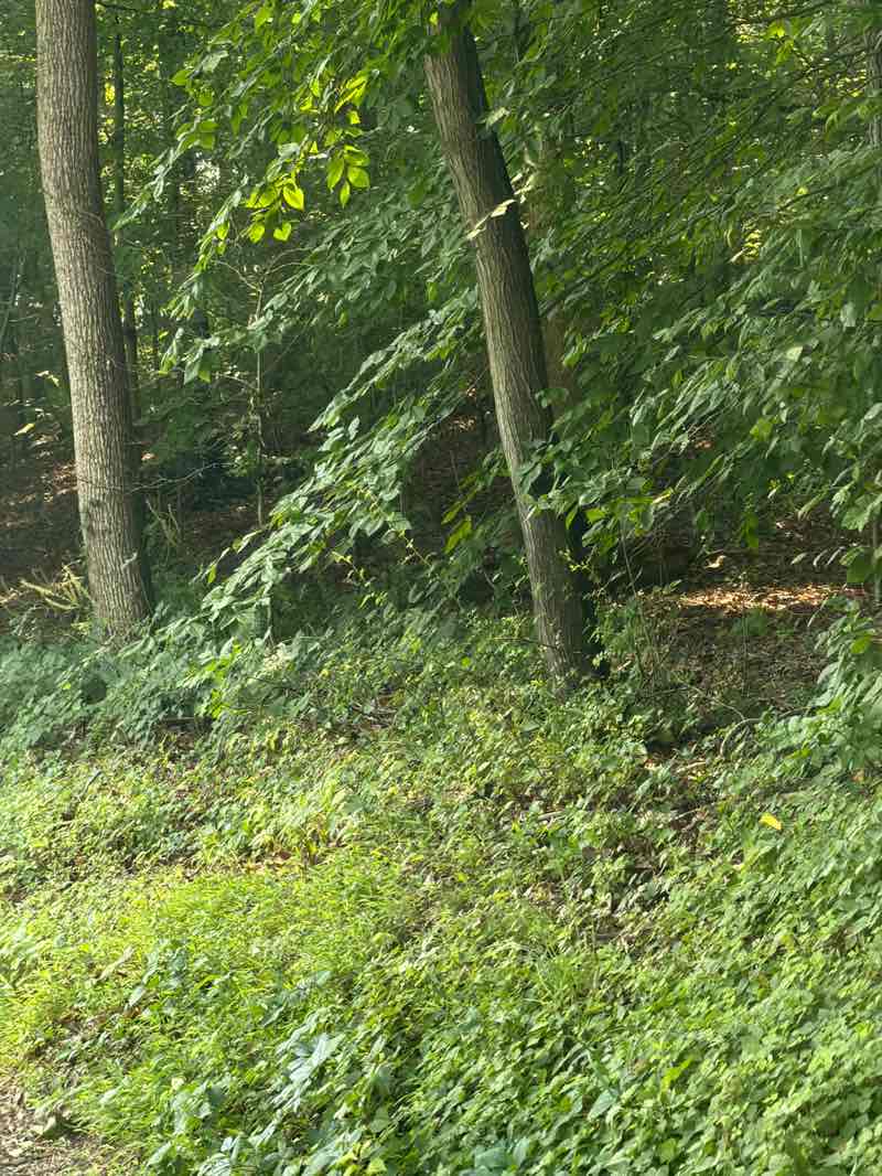 walking near me in Little Bennett Creek Stream Valley Park in summer
