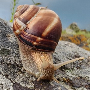 Anna Laryushkina profile