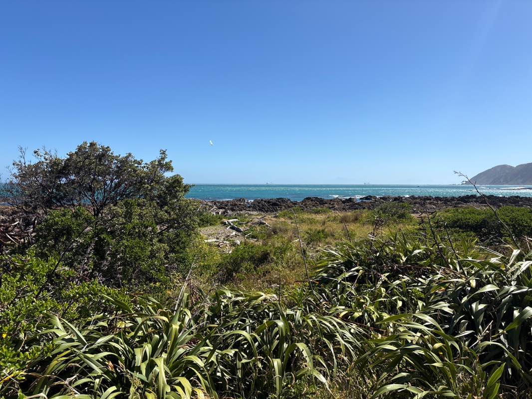 walking near me in Taputeranga Marine Reserve in summer